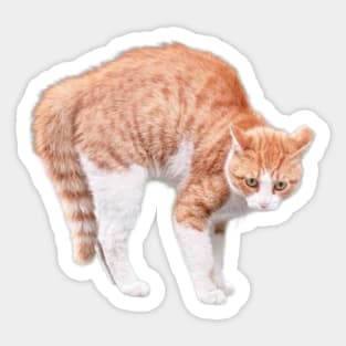 Angry Cat Sticker